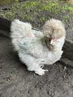 Poussins de poule Silkie USA, Animaux & Accessoires, Poule ou poulet, Femelle