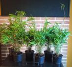 Bambou fargesia rufa Disponible ( NON INVASIFS ), Jardin & Terrasse, Plantes | Arbustes & Haies, Enlèvement, Bambou, Haie