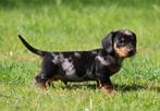 Teckel pup Merle korthaar, Dieren en Toebehoren, België, Reu, CDV (hondenziekte), 8 tot 15 weken