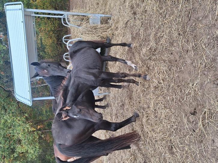 Hengst  veulen  dressuur, Dieren en Toebehoren, Paarden, Hengst