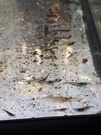 Neocaridina garnalen