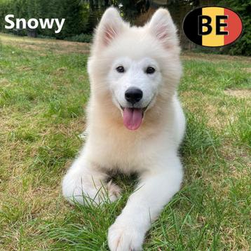 Samoyeed "Snowy" reutje te koop beschikbaar voor biedingen