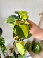 Philodendron brasil stekjes, Huis en Inrichting, Kamerplanten, Ophalen of Verzenden