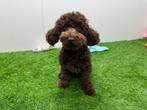 Dwergpoedel pups, Poedel, België, 8 tot 15 weken, CDV (hondenziekte)