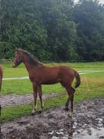 2 interessante mooie merrieveulens springgefokt, Dieren en Toebehoren, Paarden, Merrie, Springpaard, Niet van toepassing, 0 tot 2 jaar