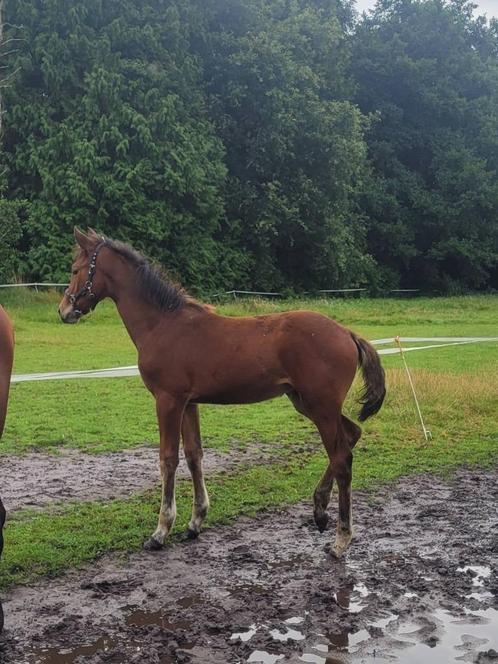 2 interessante mooie merrieveulens springgefokt, Dieren en Toebehoren, Paarden, Merrie, Niet van toepassing, 0 tot 2 jaar, Springpaard