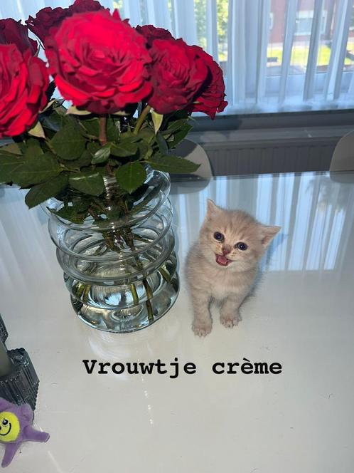 Britse korthaar kitten’s, Dieren en Toebehoren, Katten en Kittens | Raskatten | Korthaar, Meerdere dieren, 0 tot 2 jaar, Gechipt