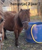 Shetland Pony te koop, Gechipt, 0 tot 2 jaar, Hengst, A pony (tot 1.17m)