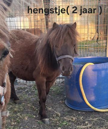 Shetland Pony te koop, Dieren en Toebehoren, Gechipt, 0 tot 2 jaar, Hengst, A pony (tot 1.17m)