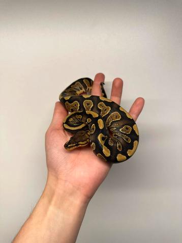 0.1 wookie gravel/spark 66% het clown - Python regius disponible aux enchères