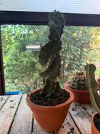 Spiraal cactus, Ophalen, Cactus