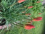 Kniphofia, Tuin en Terras, Planten | Tuinplanten, Volle zon, Vaste plant, Lente, Ophalen