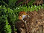 Tomaatkikkers (Dyscophus antongilii), Dieren en Toebehoren