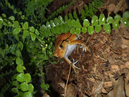 Tomaatkikkers (Dyscophus antongilii), Dieren en Toebehoren, Reptielen en Amfibieën