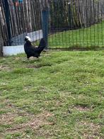 Padua/Hollandse kuifhoen haan, Dieren en Toebehoren, Pluimvee