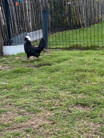 Padua/Hollandse kuifhoen haan beschikbaar voor biedingen