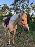 Verzorgpony - bijrijder - halve stal, Dieren en Toebehoren, Merrie, Niet van toepassing, 11 jaar of ouder, Recreatiepony