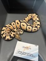 Koningspythons Einde Hobby!!, Dieren en Toebehoren