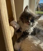 Maine Coon kittens, Dieren en Toebehoren, Meerdere dieren, Gechipt, 0 tot 2 jaar