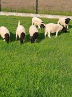 Jonge dorpers, Mannelijk, Schaap, 0 tot 2 jaar