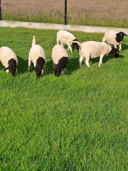 Jonge dorpers, Dieren en Toebehoren, Schapen, Geiten en Varkens, Schaap, Mannelijk, 0 tot 2 jaar