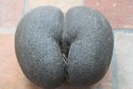 Ruwe coco de mer (zeekokosnoot) uit de seychellen, Verzamelen, Ophalen of Verzenden, Zo goed als nieuw, Overige soorten, Overige typen