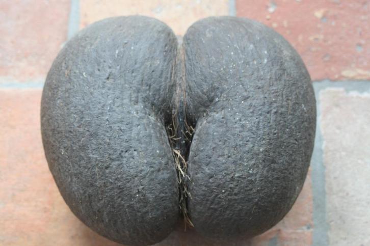 Ruwe coco de mer (zeekokosnoot) uit de seychellen, Verzamelen, Dierenverzamelingen, Zo goed als nieuw, Overige typen, Overige soorten