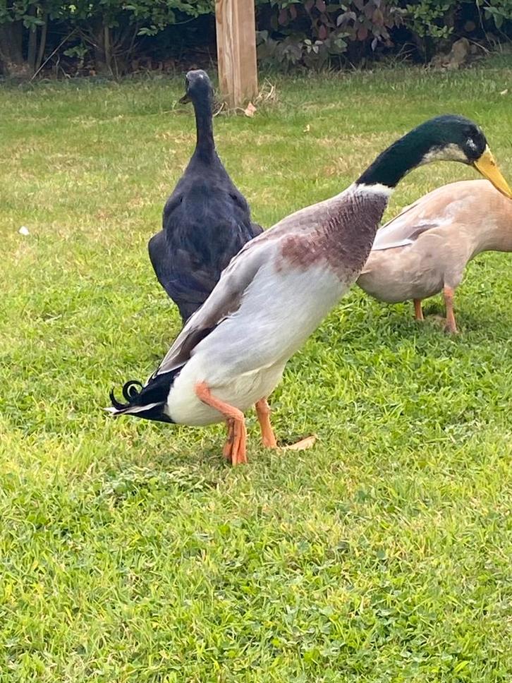 Loopeend man 2025, Animaux & Accessoires, Volatiles, Canard, Mâle