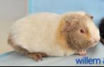 Us teddy cavia, Dieren en Toebehoren, Mannelijk, Cavia