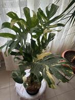 Monstera Thaï Constellation XL, Autres espèces, En pot, Moins de 100 cm, Enlèvement