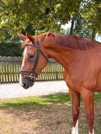 Leuke allround merrie, Dieren en Toebehoren, Paarden, Merrie, Gechipt, Zadelmak, 3 tot 6 jaar