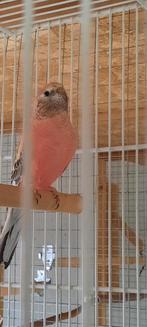 Opaline fallow pop., Animaux & Accessoires, Oiseaux | Perruches & Perroquets