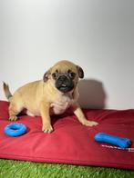 Mops pups mopshond, Dieren en Toebehoren, Honden | Chihuahua's en Gezelschapshonden, 15 weken tot 1 jaar, Overige rassen, Buitenland