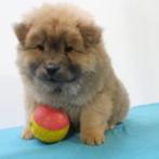 Chow Chow - belgische pup te koop, Dieren en Toebehoren, Honden | Poolhonden, Keeshonden en Oertypen, Meerdere, 8 tot 15 weken
