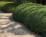 Burkwoodii osmanthus 60/80 pot aan stuntprijzen!, Ophalen, Taxus