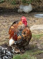 Cochin Kriel Haan, Dieren en Toebehoren, Pluimvee