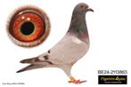 Goede lijn duifje 2024, Dieren en Toebehoren, Vogels | Duiven