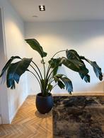 Strelitzia Nicolai plant XXL, Huis en Inrichting, Kamerplanten, Groene kamerplant, Ophalen, 200 cm of meer