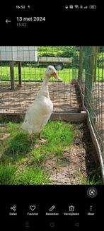 Broedeieren van witte Indische loopeenden, Dieren en Toebehoren, Pluimvee