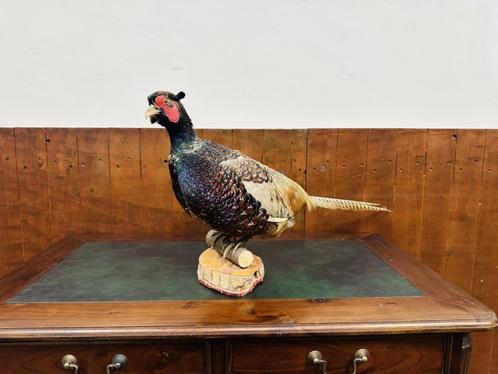 Antieke opgezette Fazant Haan, Antiek en Kunst, Antiek | Kantoor en Zakelijk, Ophalen of Verzenden