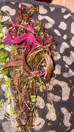 Vend plante d’aquarium, Animaux & Accessoires, Enlèvement