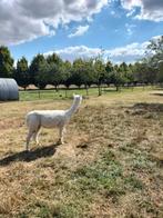 Alpaca merries (Hembra s), Dieren en Toebehoren, Overige Dieren, September