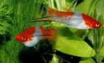 zwaarddragers en guppy's, Dieren en Toebehoren, Vis, Zoetwatervis