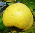 +/- 250 kg onbespoten Kweepeer (zelfpluk), Tuin en Terras, Planten | Fruitbomen, Ophalen, 250 tot 400 cm, Overige soorten