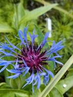 Centaurea montana, gesnoeide plantjes maar komen al terug, Volle zon, Vaste plant, Lente, Ophalen