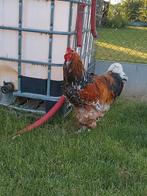 Porselein haan, Dieren en Toebehoren, Pluimvee