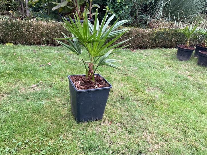 Trachycarpus fortunei palmplanten, Tuin en Terras, Planten | Tuinplanten, Ophalen