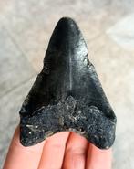 Megalodon tand  / dent  USA dark, Verzamelen, Mineralen en Fossielen, Ophalen of Verzenden