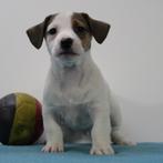 Jack Russell - pups te koop (Belgisch), Dieren en Toebehoren, België, Jack Russell Terriër, Handelaar, CDV (hondenziekte)