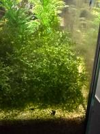 Aquarium plant levermos, Dieren en Toebehoren, Ophalen, Zo goed als nieuw
